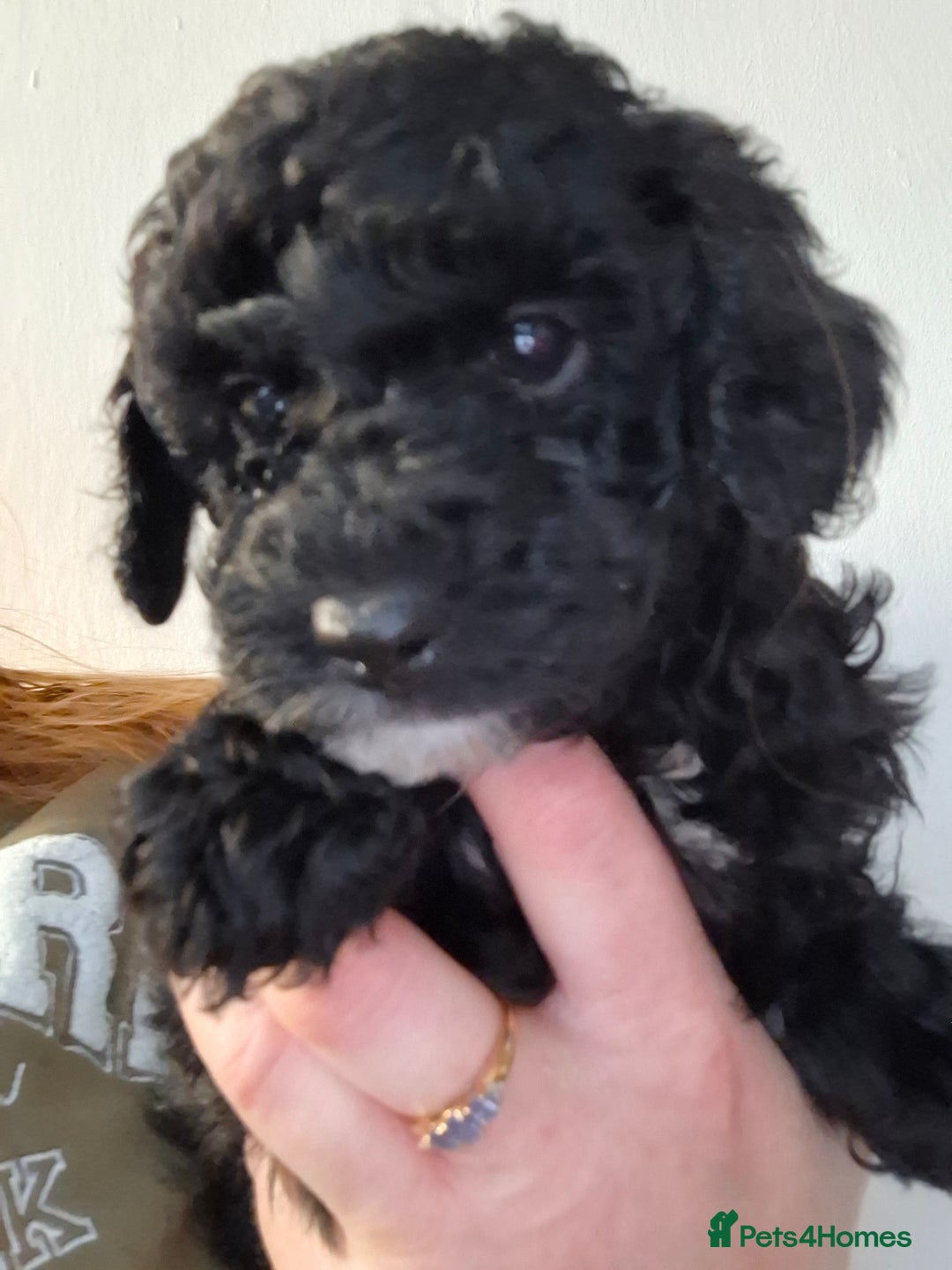 Toy Poodle dogs for sale: Toy poodle 🐩 pure breed  - Advert 5