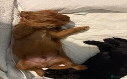 Cockapoo dogs for sale: 1 Beautiful Fox Red Boy Cockapoo Left  - Advert 8