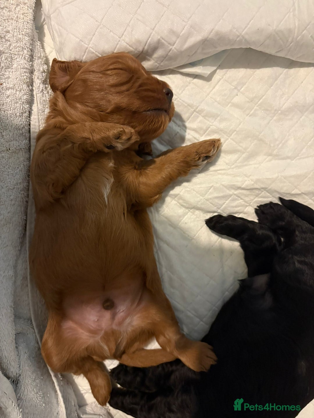 Cockapoo dogs for sale: 1 Beautiful Fox Red Boy Cockapoo Left  - Advert 8