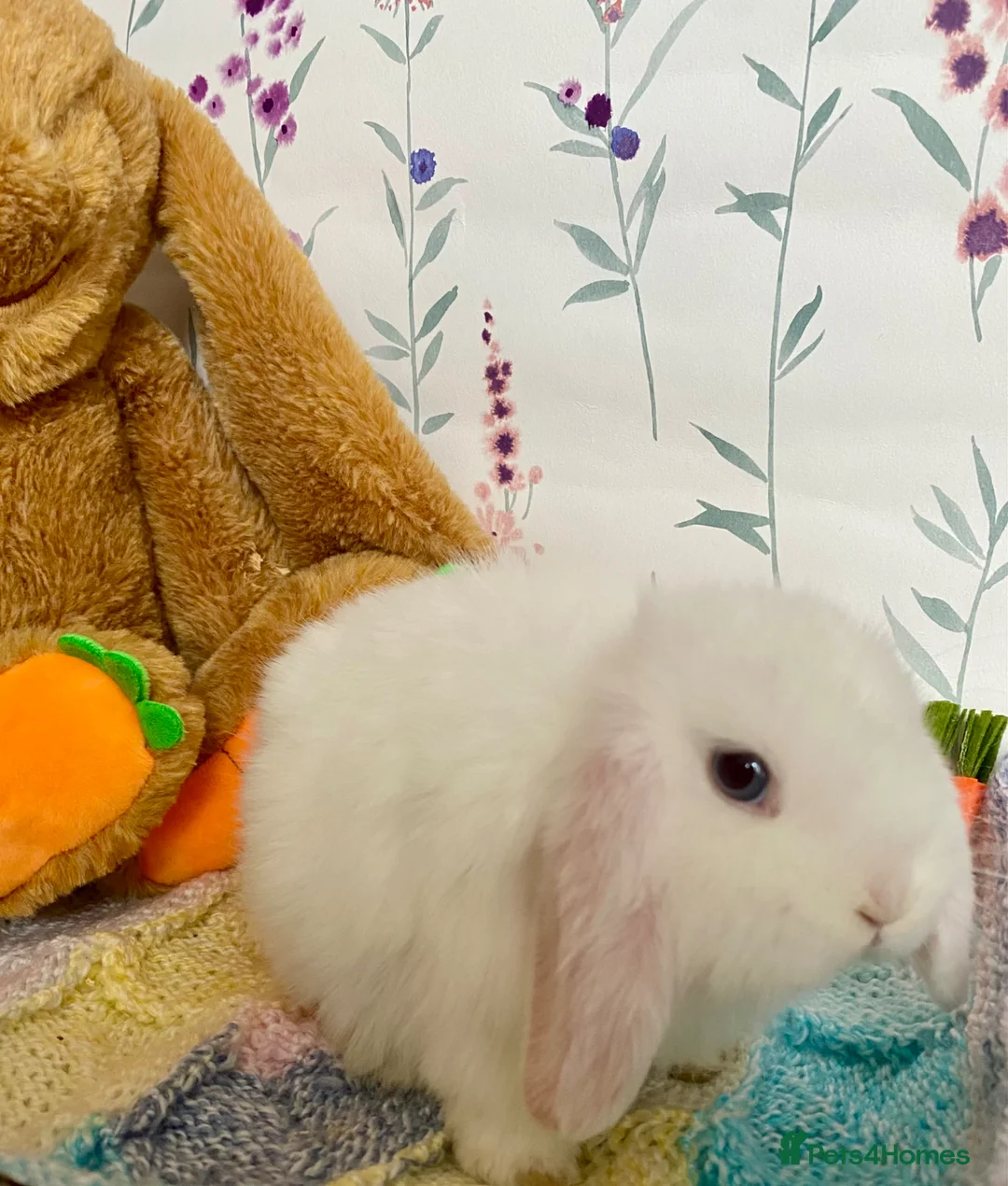 Mini Lop rabbits for sale: Pure bred Mini Lops - Advert 2