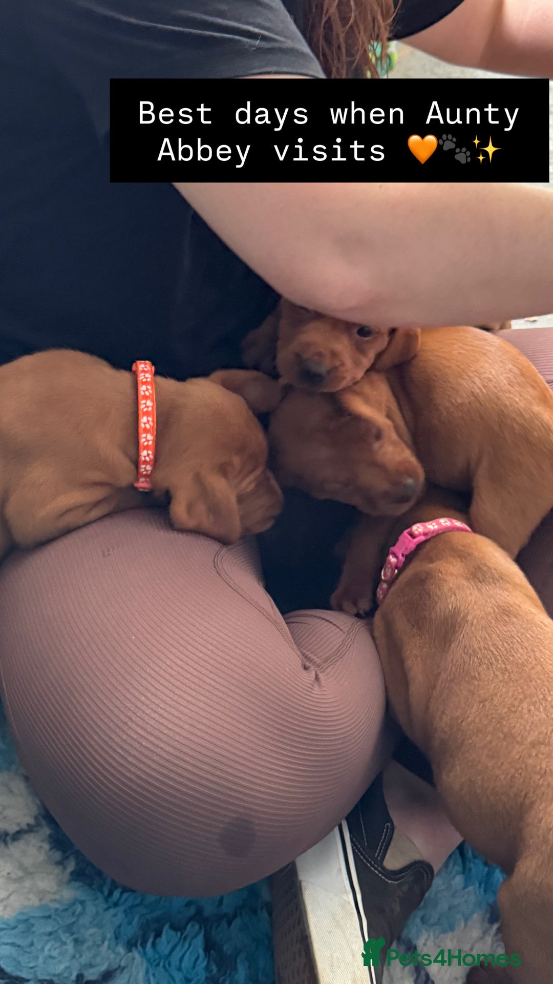 Labrador Retriever dogs for sale: Exceptional Fox Red Labrador Litter - Image 22