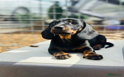 Miniature Dachshund dogs for sale: Wow what a stunning litter - Image 1