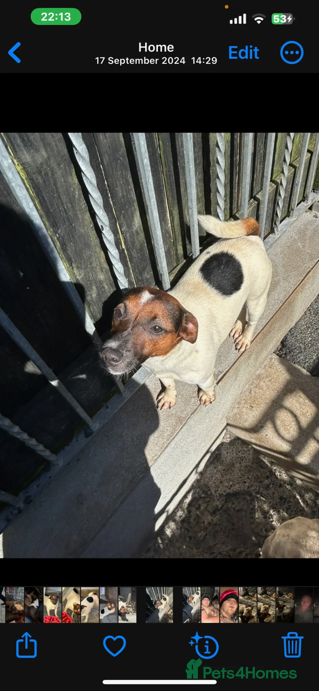 Jack Russell dogs for sale: Female Jack russell in Plymouth - Advert 1