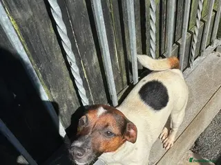 Jack Russell dogs Female Jack russell - Advert 6