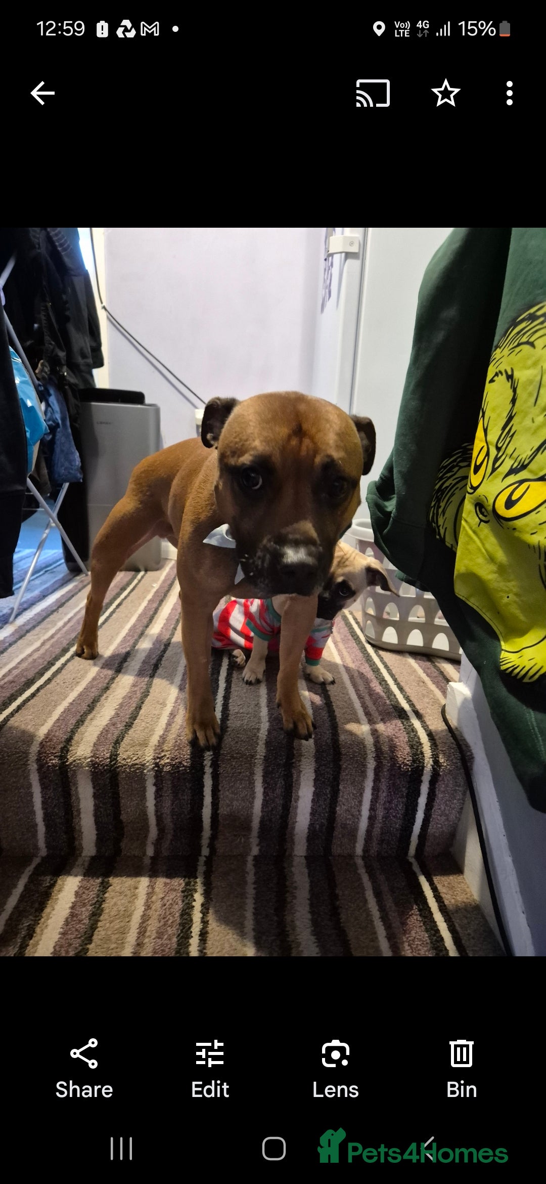 Staffordshire Bull Terrier dogs for sale: Staffordshire Bull terrier male red  - Image 8