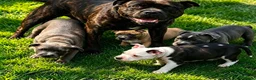 Staffordshire Bull Terrier dogs for sale: 🐾 STAFFORDSHIRE BULL TERRIER PUPPIES - Advert 2