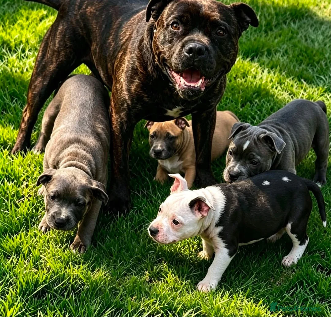Staffordshire Bull Terrier dogs for sale: 🐾 STAFFORDSHIRE BULL TERRIER PUPPIES - Advert 2