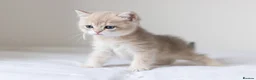 British Shorthair cats for sale: Golden Blue and Golden BSH kittens - Advert 29