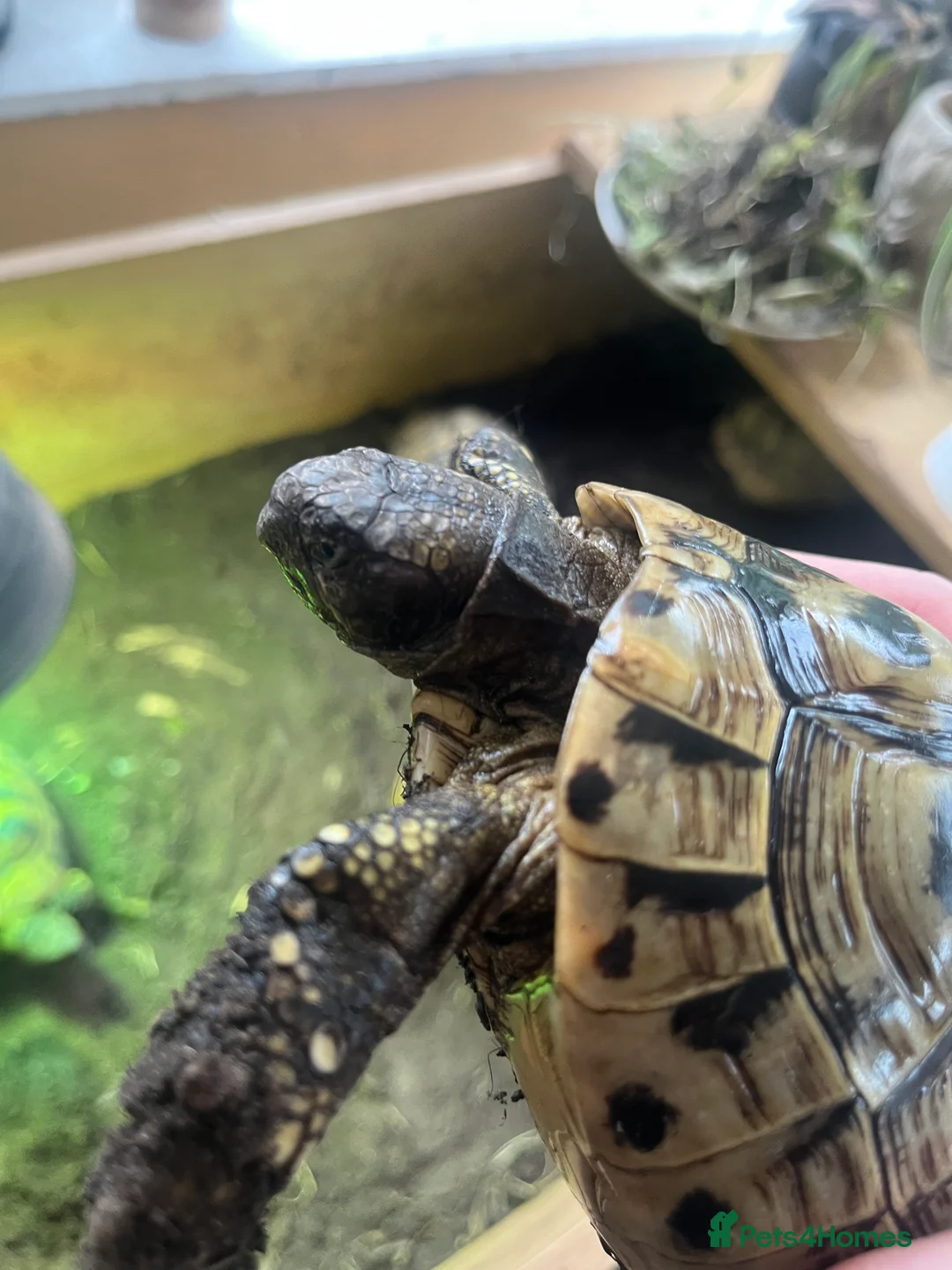 Hermann Tortoise reptiles for sale: Group of Hermann’s tortoise for sale - Advert 10