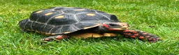 Tortoise reptiles for sale: Red footed tortoise for sale.  - Advert 4
