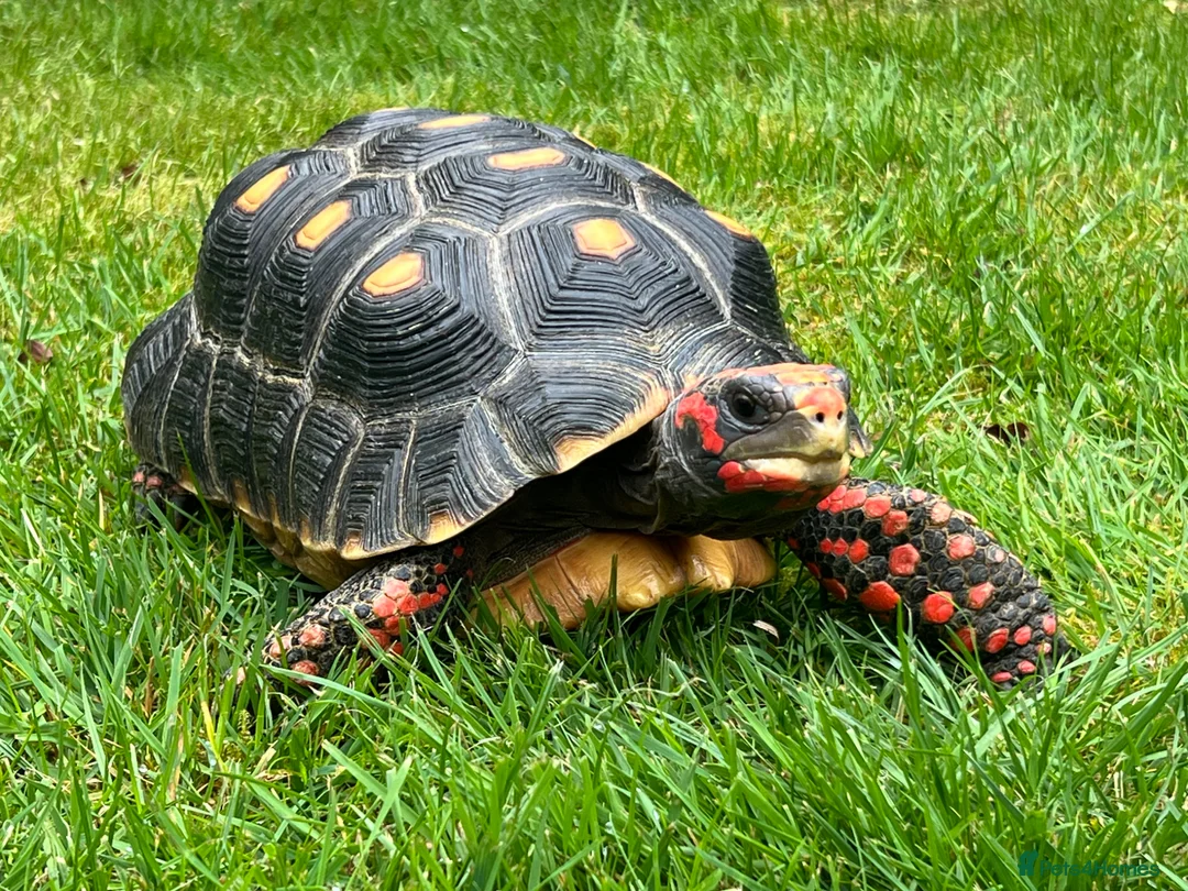 Tortoise reptiles for sale: Red footed tortoise for sale.  - Advert 4