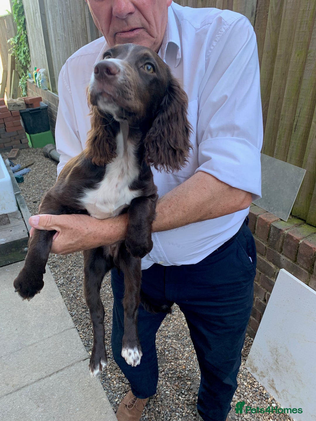 Cocker Spaniel dogs for sale: Working Cocker Spaniel puppies in Bexhill-on-Sea - Image 24