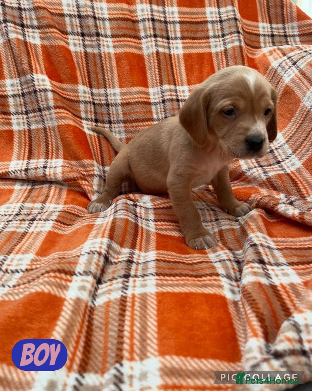 Cockerdor dogs for sale: Fox red Cockerdor pups - Advert 5