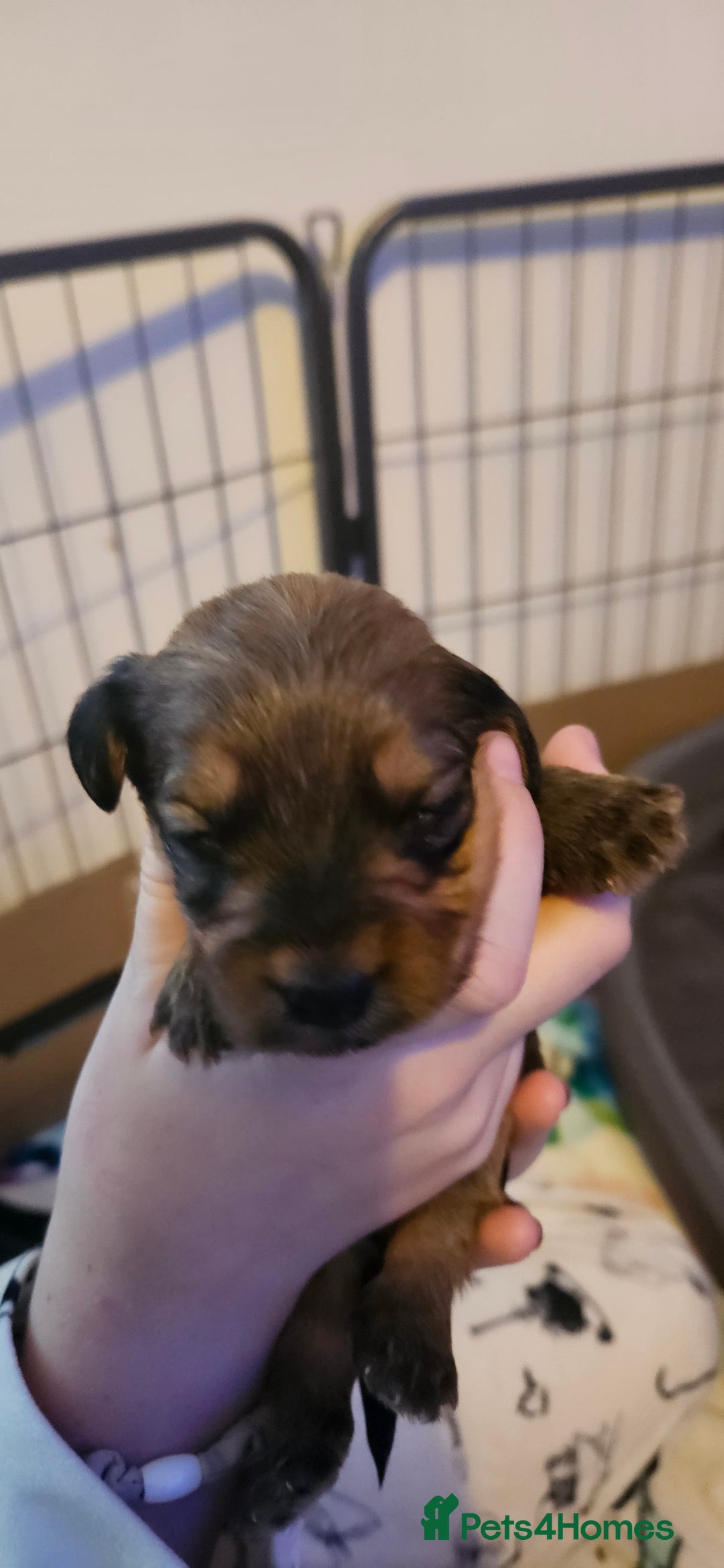 Mixed Breed dogs for sale: Toy Yorkipoo  - Image 8