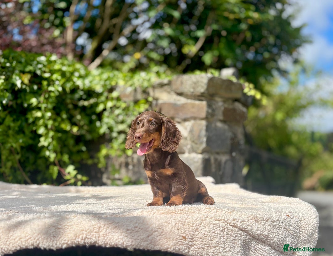 Miniature Dachshund dogs for sale: Long Haired Miniature Dachshunds - READY NOW!! - Image 21