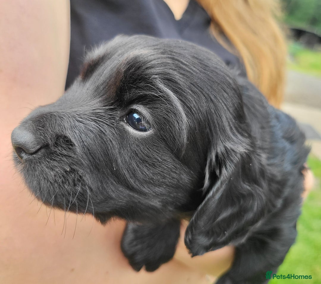 Cocker Spaniel dogs for sale: Beautiful Working Cocker Puppies - Image 13