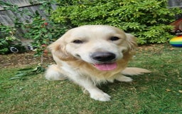 Golden Retriever dogs for stud: KC Golden for Stud - Image 4