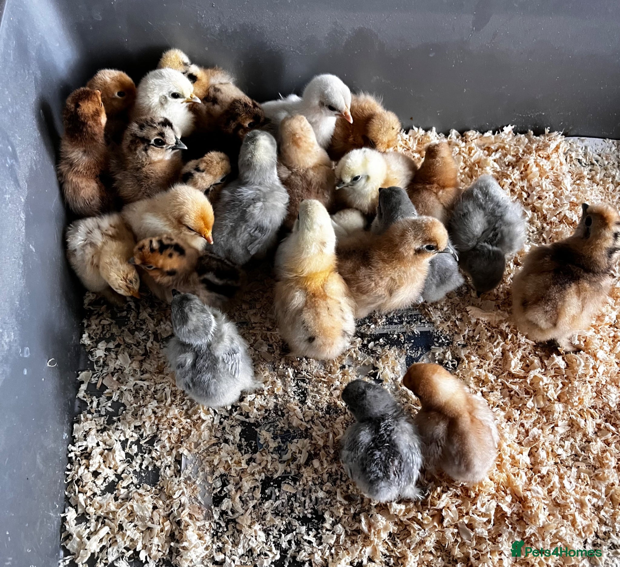 Chickens poultry 🐣Pekin and Silkie Chicks various ages and colour - Advert 15