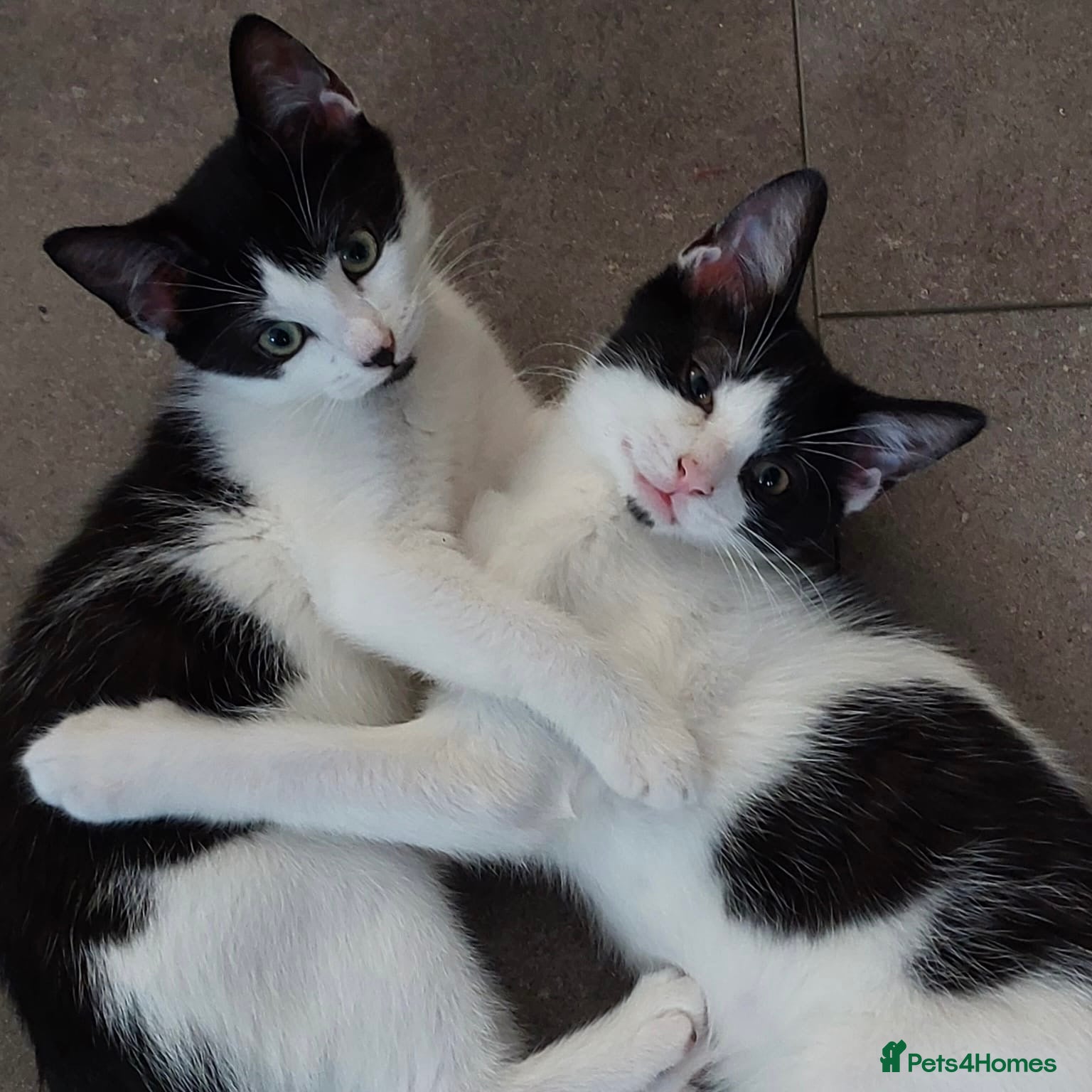 Domestic Shorthair cats Parmesan & Mozzarella, 4 month old kitten pair - Advert 4
