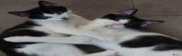 Domestic Shorthair cats for adoption: Parmesan & Mozzarella, 4 month old kitten pair - Advert 1