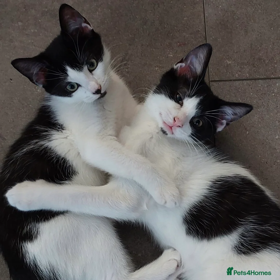 Domestic Shorthair cats for adoption: Parmesan & Mozzarella, 4 month old kitten pair - Advert 1