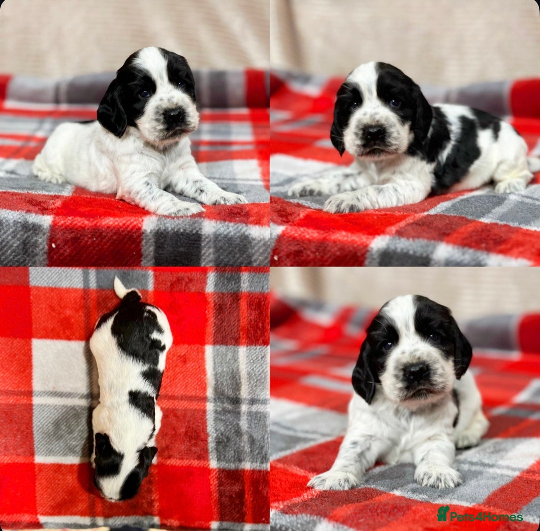 Cocker Spaniel dogs for sale: SHOW TYPE COCKER SPANIEL PUPPIES  - Advert 17