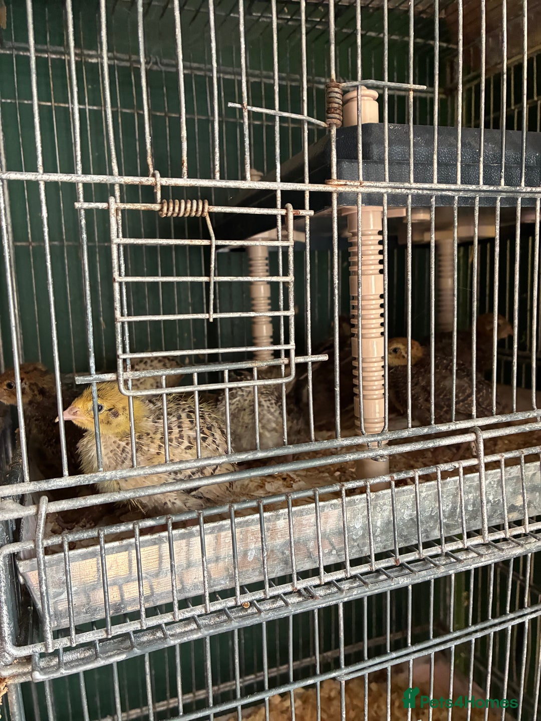 Quail poultry for sale: Various age quail chicks - Image 2