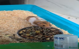 Hamster rodents for sale: Adorable hamster for sale - Image 5