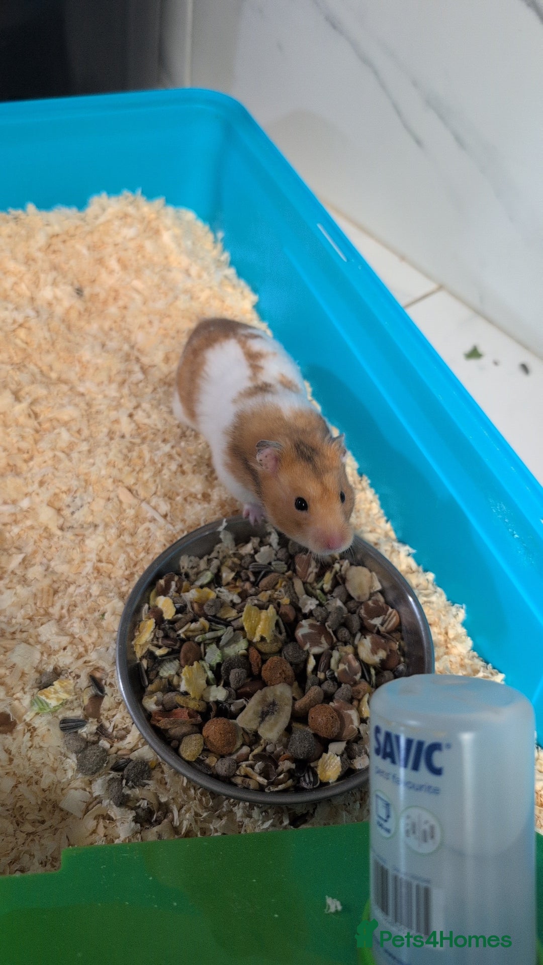 Hamster rodents for sale: Adorable hamster for sale - Image 5