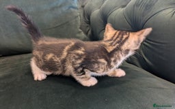 Mixed Breed cats for sale: 🐾 Adorable Kittens Ready for Their New Homes 🐾 - Image 7