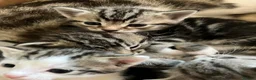Mixed Breed cats for sale: Gorgeous litter of tabby kittens  in Stroud - Advert 3