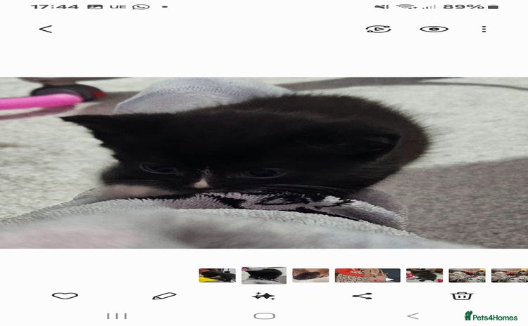 Mixed Breed cats - Advert 9