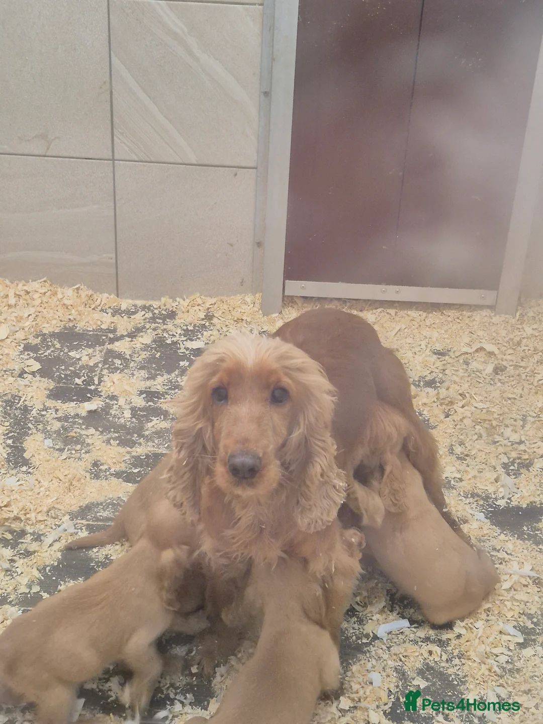 Cocker Spaniel dogs for sale: Golden Cocker Spaniels - Advert 5