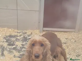 Cocker Spaniel dogs Golden Cocker Spaniels - Advert 8