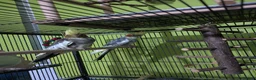 Cockatiels birds for sale: Pair cockatiels  - Advert 2