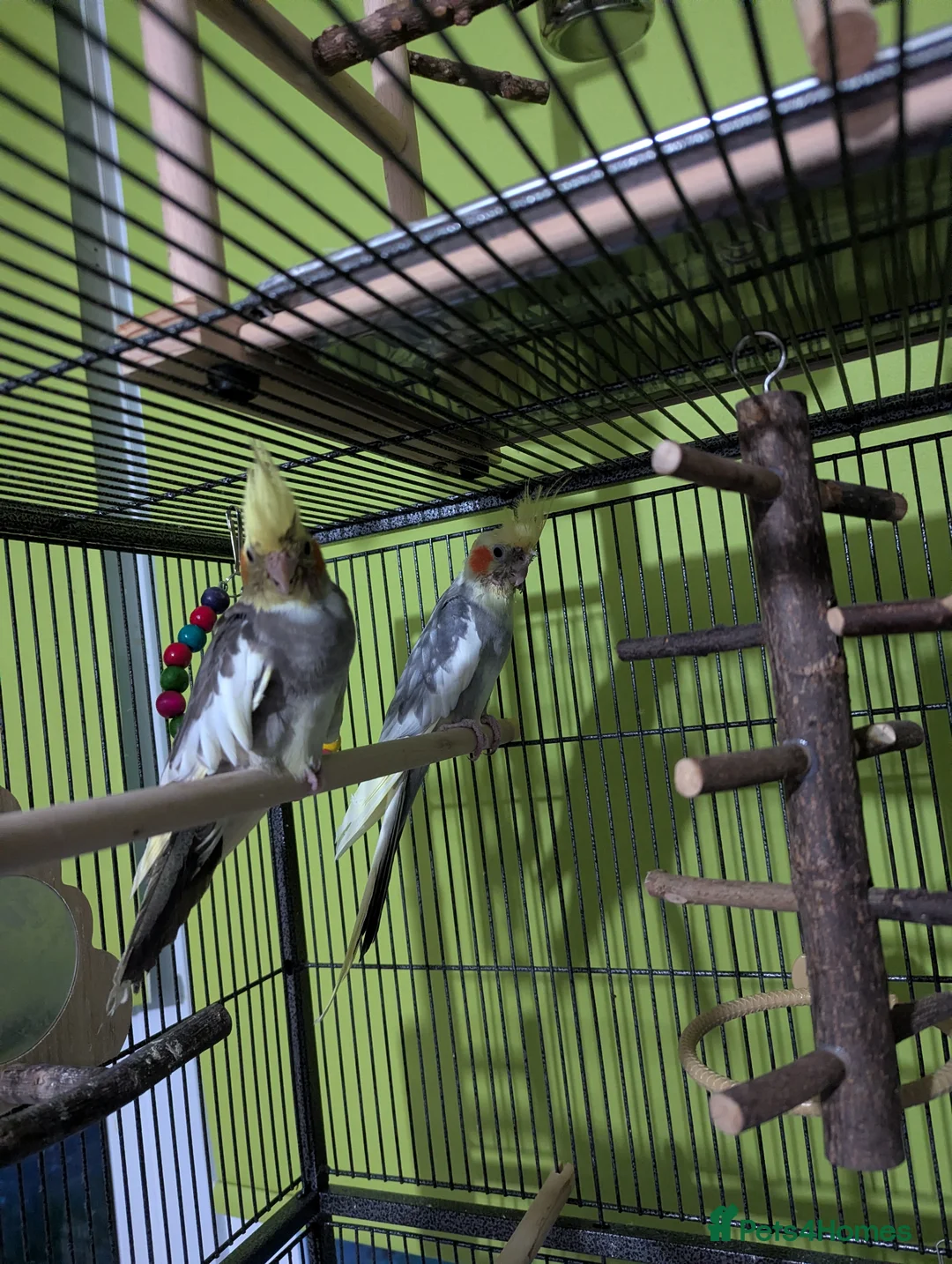 Cockatiels birds for sale: Pair cockatiels  - Advert 2