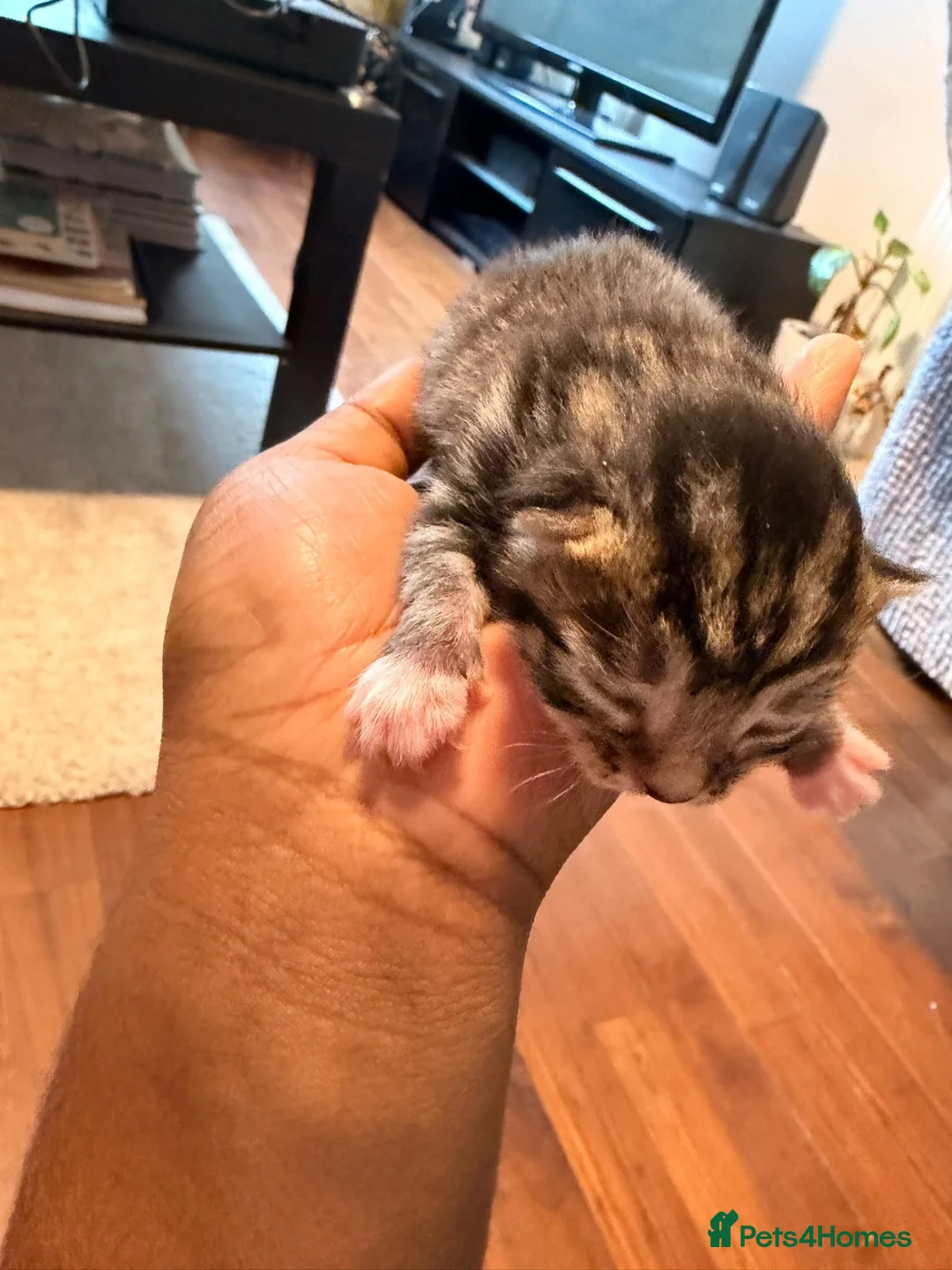 Mixed Breed cats for sale: Adorable kittens in Croydon - Advert 2
