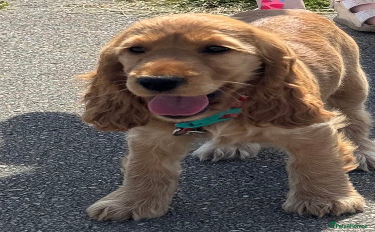 Cocker Spaniel dogs - Advert 1