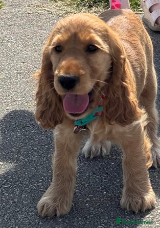 Cocker Spaniel dogs - Advert 1