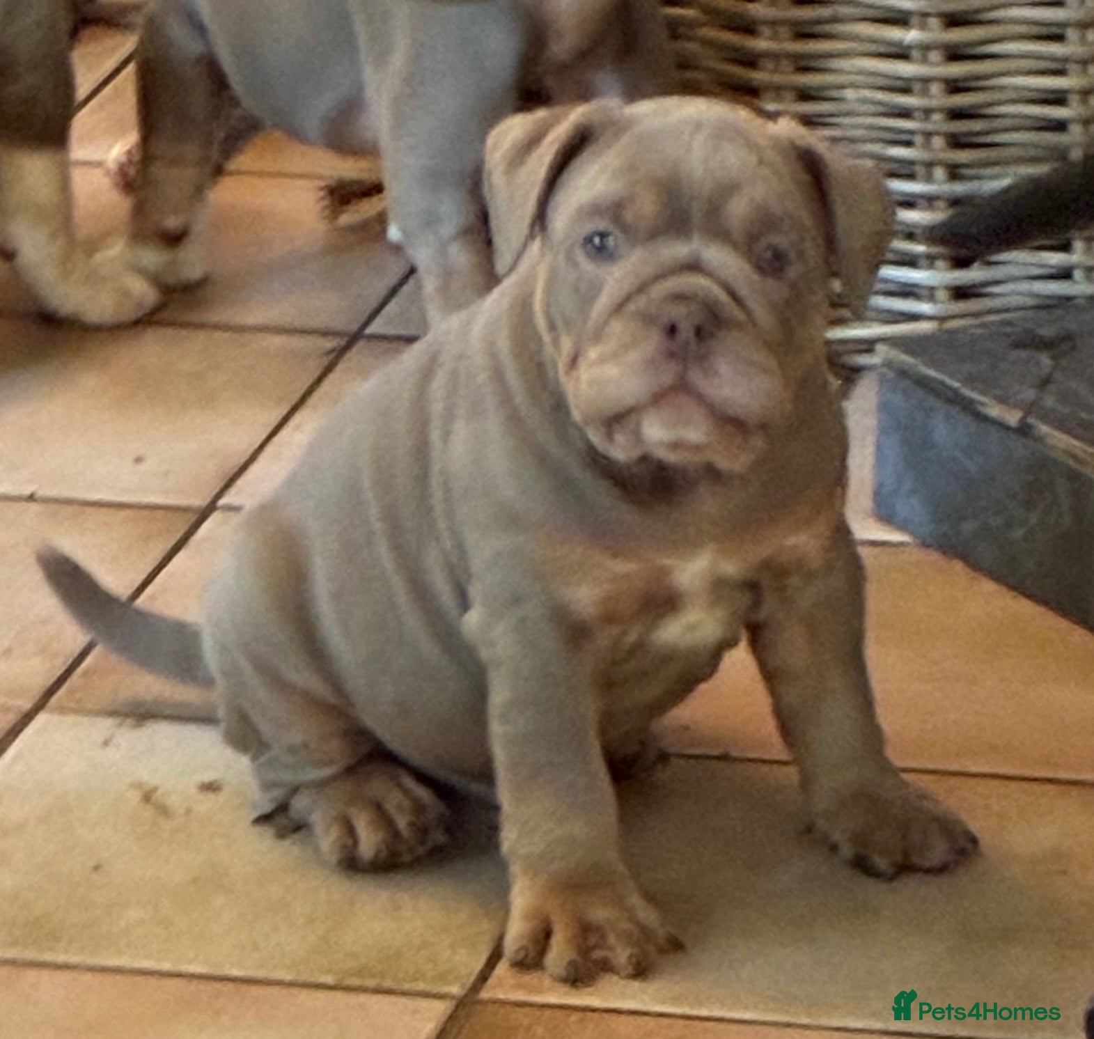 Olde English Bulldogge dogs 1 girl 1 boy left 5* bloodline OEB - Advert 2