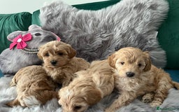 Maltipoo dogs for sale: F1 Beautiful Maltipool Puppies - Advert 8