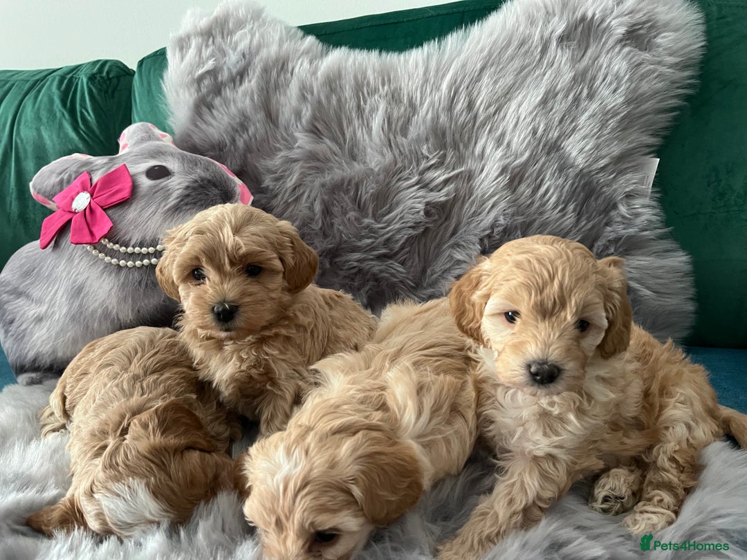 Maltipoo dogs for sale: F1 Beautiful Maltipool Puppies - Advert 8