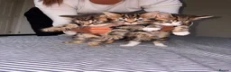 Mixed Breed cats for sale: 5 kittens for sale. in Wolverhampton - Advert 2