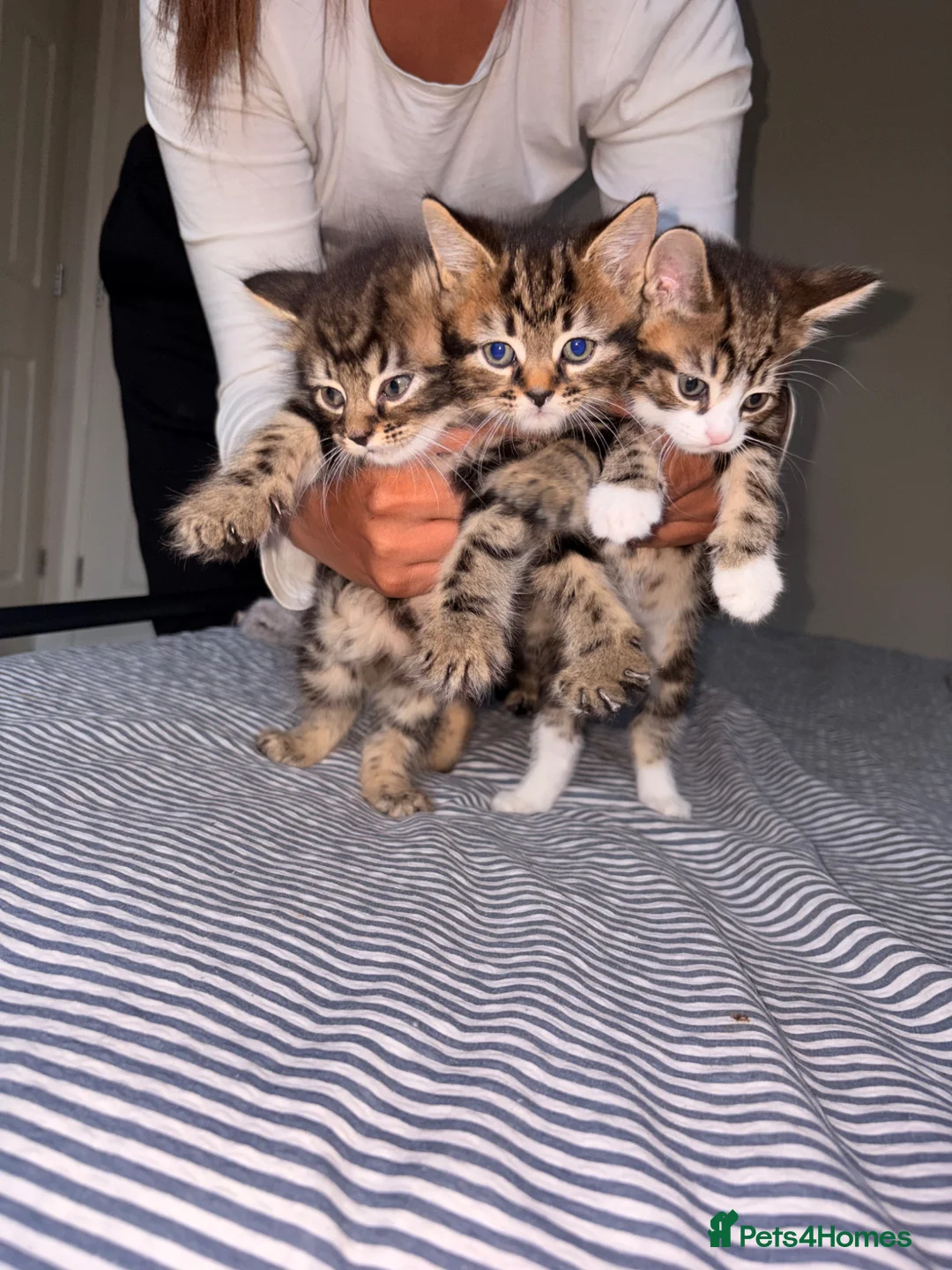 Mixed Breed cats for sale: 5 kittens for sale. in Wolverhampton - Advert 2
