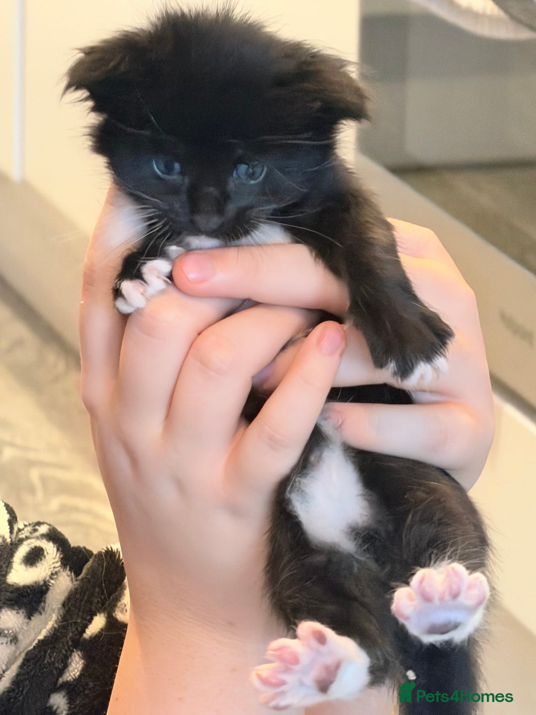 Maine Coon cats for sale: TICA reg adorable Maine Coon baby kittens  - Advert 8