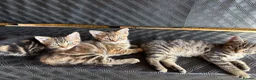 Mixed Breed cats for sale: 3 beautiful female kittens  - Advert 9
