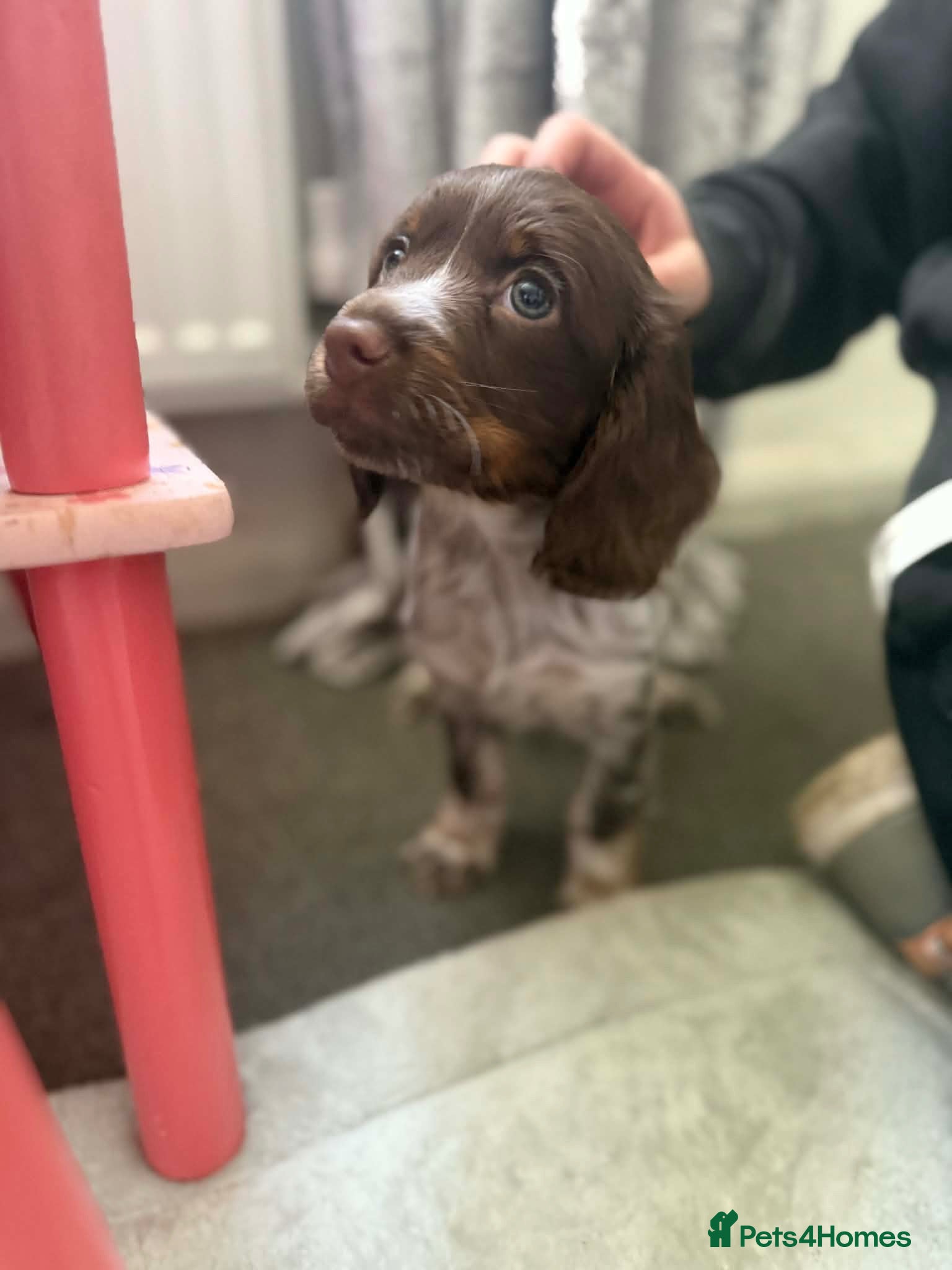 Cocker Spaniel dogs 7 month old female cocker spaniel  - Advert 4
