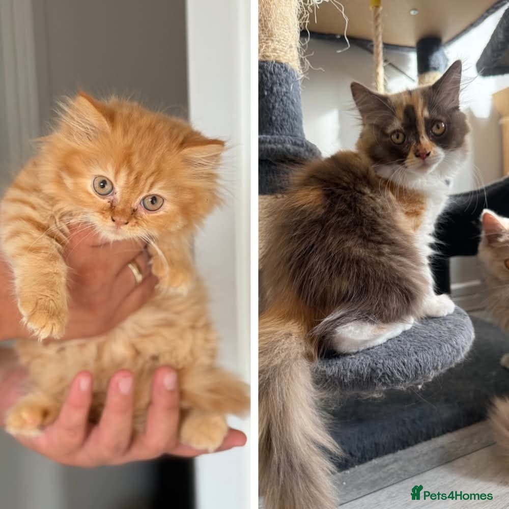 British Longhair cats Available now 😻 British Longhair kittens - TICA  - Advert 1