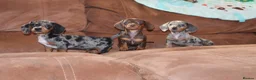 Miniature Dachshund dogs for sale: Miniature dachshunds puppies - Advert 7
