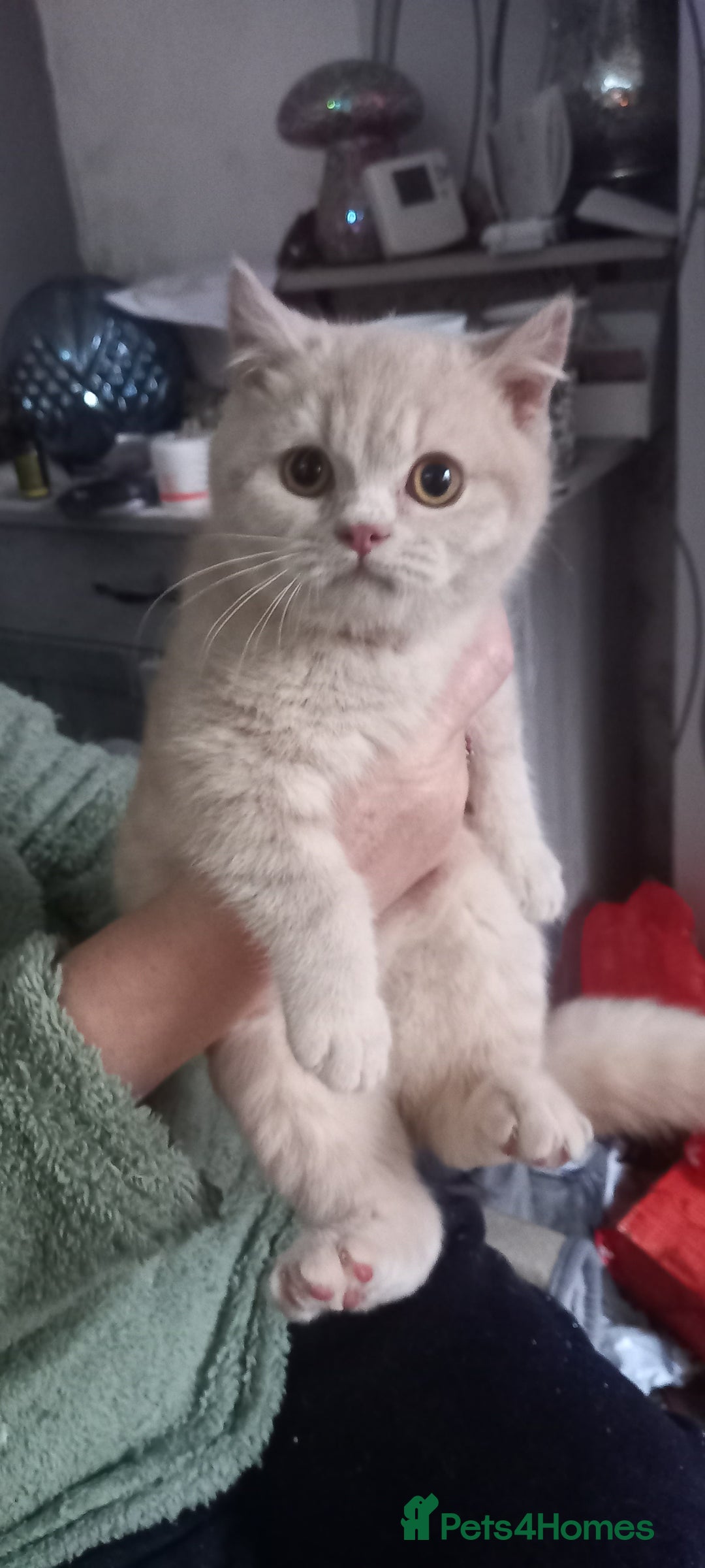 British Shorthair cats for sale: British Shorthair - Advert 3